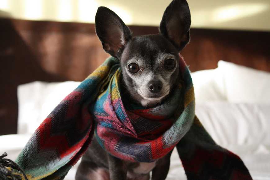 犬流感會很嚴重嗎？6大症狀與照護建議！
