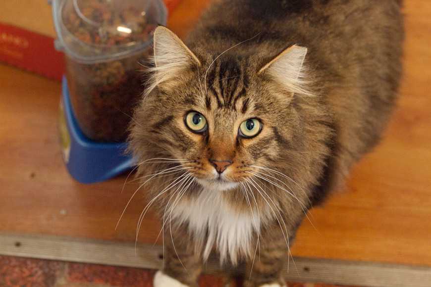 新手養貓必看!8樣飼養用品+照顧重點一次準備好! 1 Cat Equipment Basics-2