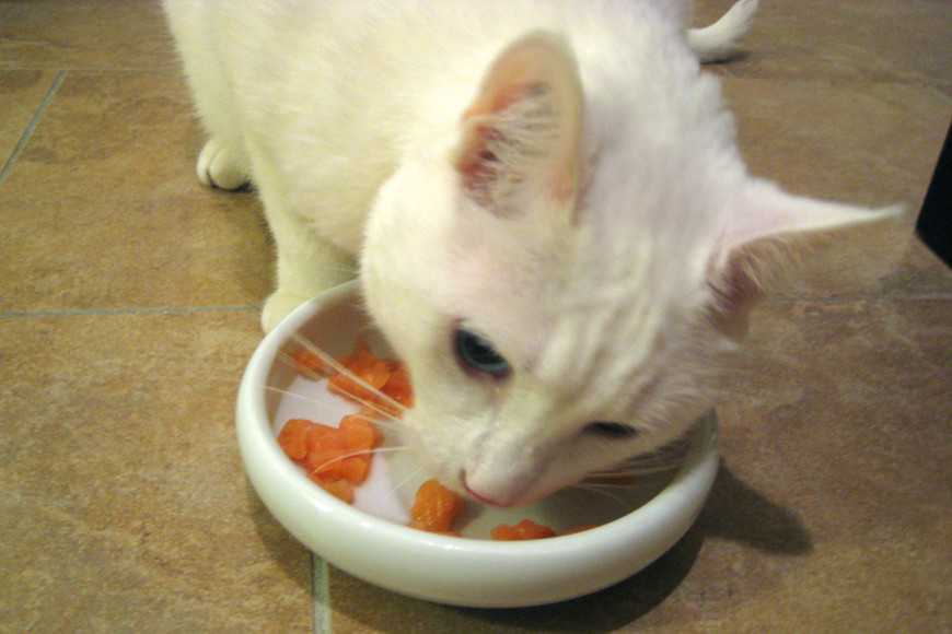 新手養貓必看!8樣飼養用品+照顧重點一次準備好! 5 Cat Equipment Basics-6