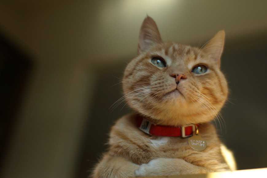 新手養貓必看!8樣飼養用品+照顧重點一次準備好! 8 Cat Equipment Basics-9
