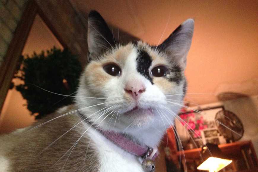 貓咪挑食不吃新飼料？教你／妳3招轉換成功！