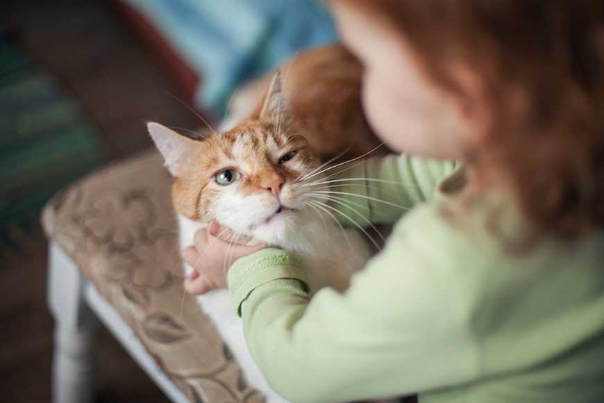 新手必看!領養貓咪前一定要知道的5大選貓原則! 2 Choosing a Cat or Kitten-3