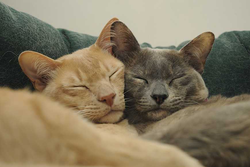 新手必看!領養貓咪前一定要知道的5大選貓原則! 3 Choosing a Cat or Kitten-4