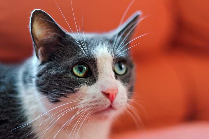 新手必看!領養貓咪前一定要知道的5大選貓原則! 4 Choosing a Cat or Kitten-5