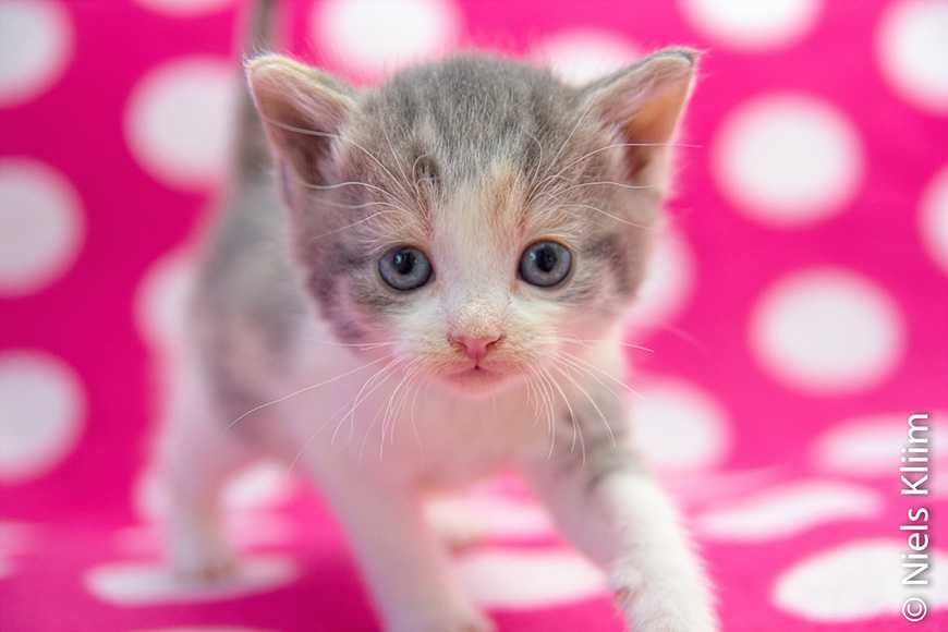 新手必看!領養貓咪前一定要知道的5大選貓原則! 5 Choosing a Cat or Kitten-6