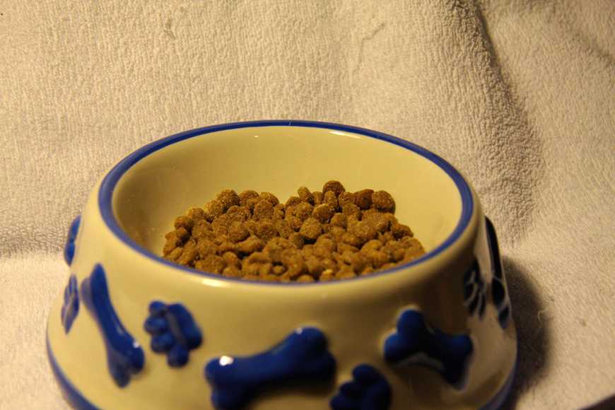 【2025推薦】換飼料注意5件事！選對毛孩專屬主食這樣做！