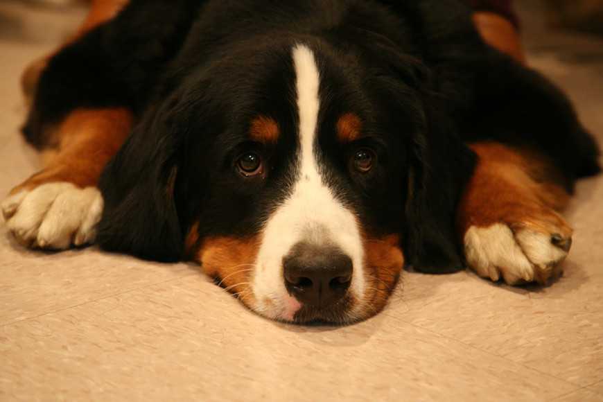 大型犬幾歲算老？狗狗進入老年期的年齡1次看懂！