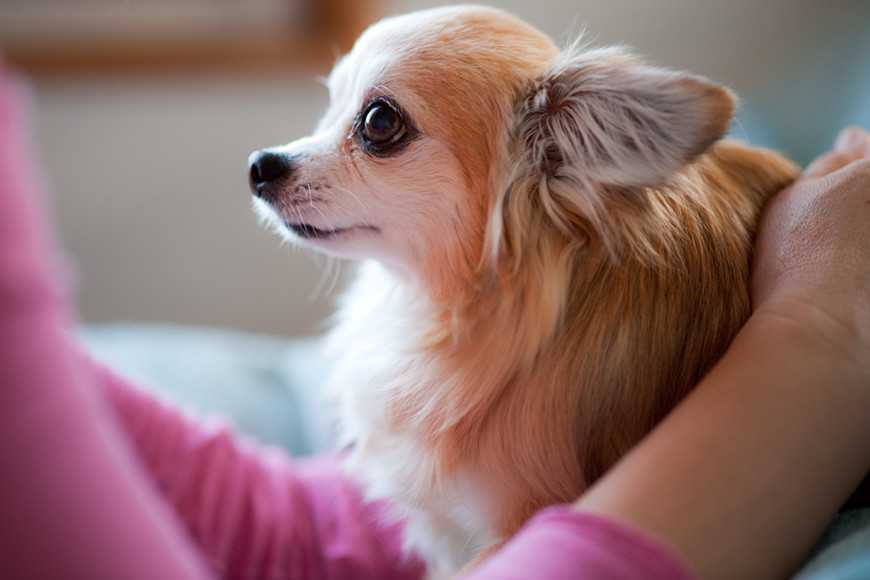 大型犬幾歲算老?狗狗進入老年期的年齡1次看懂! 1 How Fast Is Your Dog Aging-2
