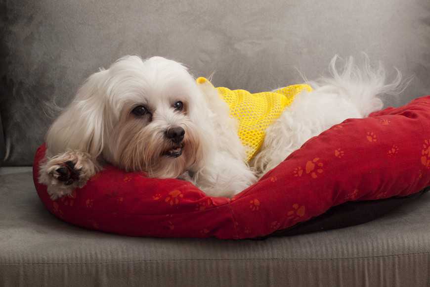 幫毛孩拍照必學:5個原因導致眼睛發亮+避免技巧教學! 4 Mistakes When You Photograph Your Pet-5