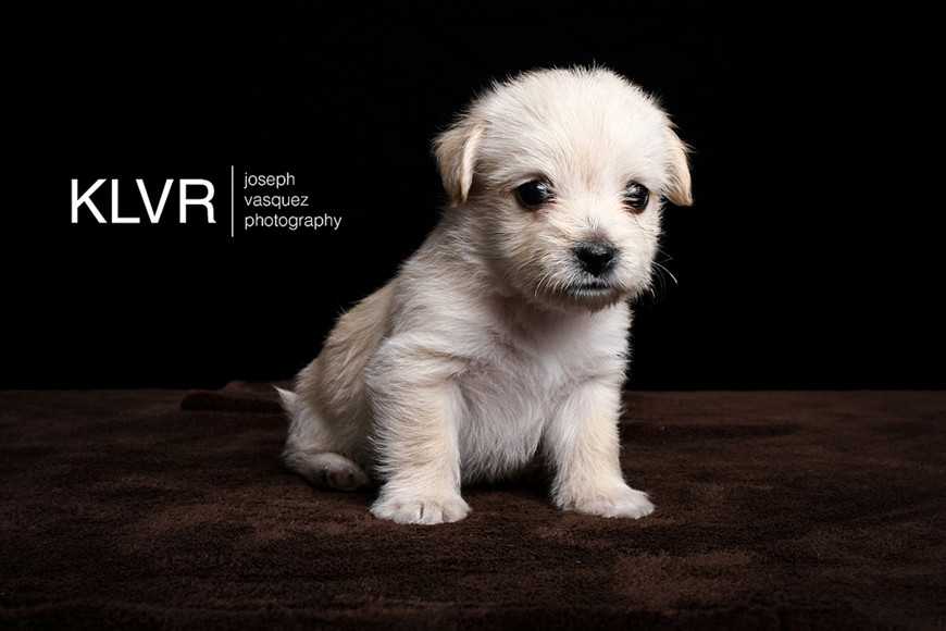 幫毛孩拍照必學:5個原因導致眼睛發亮+避免技巧教學! 5 Mistakes When You Photograph Your Pet-6