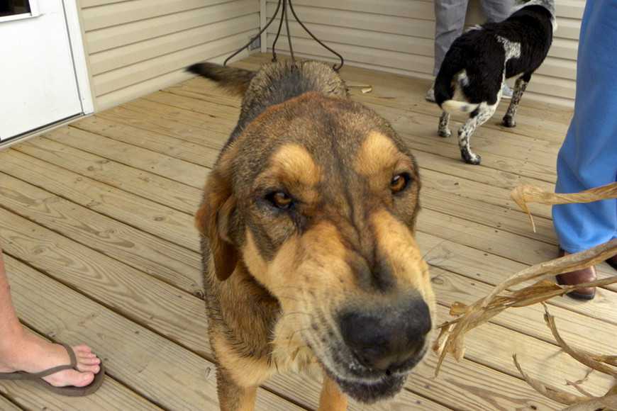 狗狗咬飼主怎麼辦？解析8種常見攻擊行為成因＋改善建議！