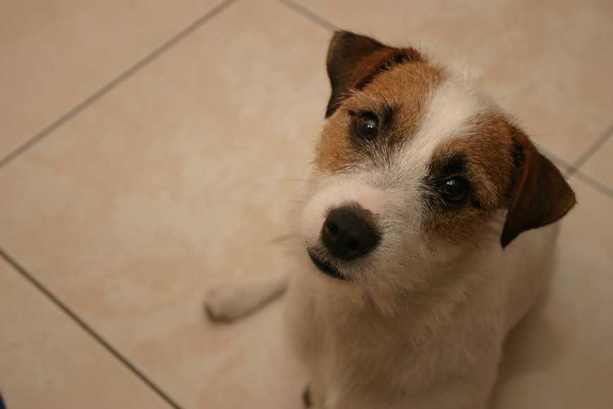 狗狗追尾巴?5大原因告訴你怎麼辦! 3 Why do dogs chase their tails-4