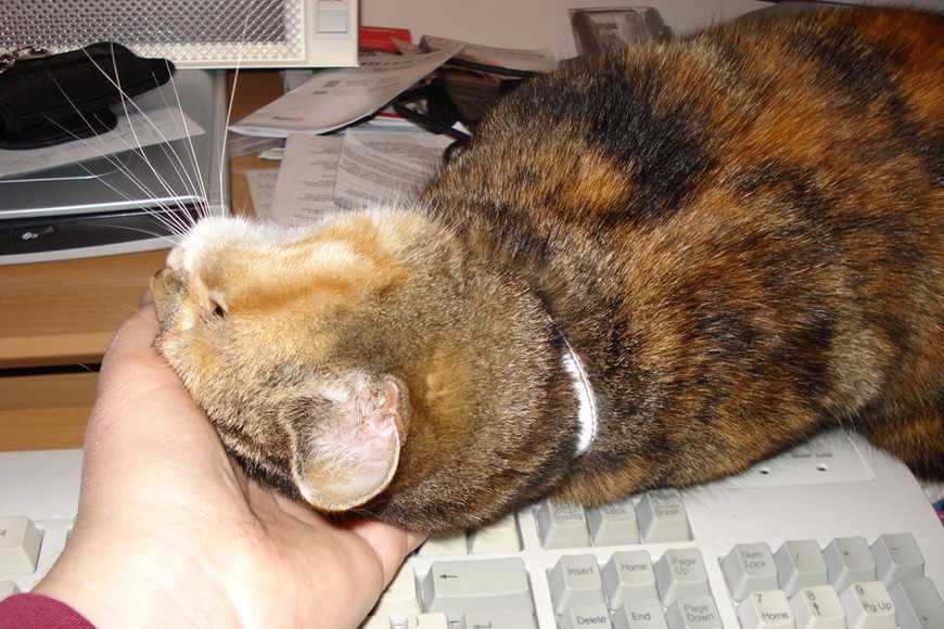 帶寵物上班的3大好處+注意事項,讓毛孩陪你度過工作日! 1 3 Benefits of Pets in the Workplace-2