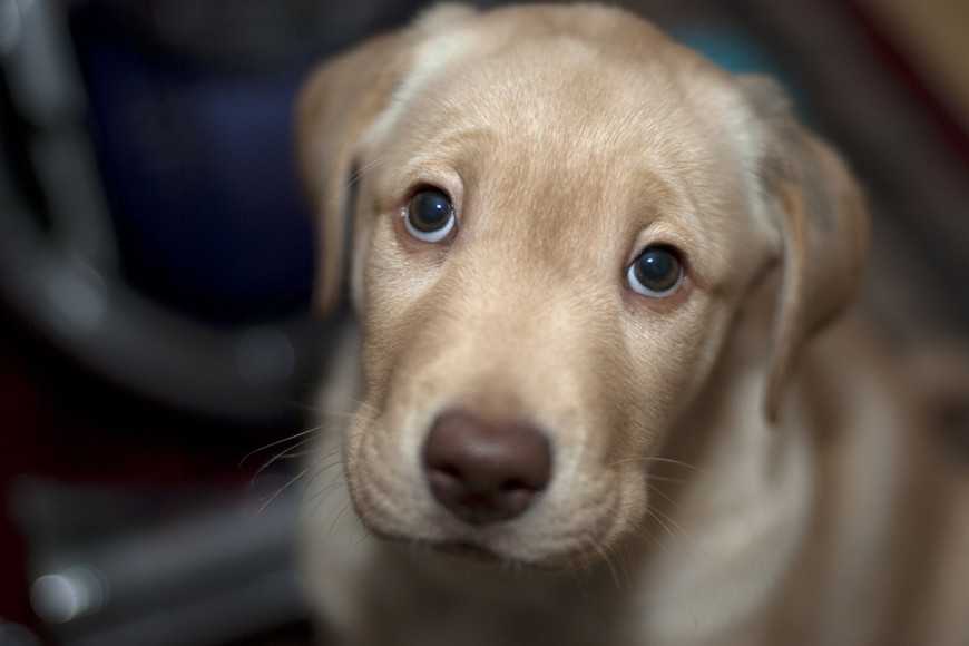 帶寵物上班的3大好處+注意事項,讓毛孩陪你度過工作日! 2 3 Benefits of Pets in the Workplace-3