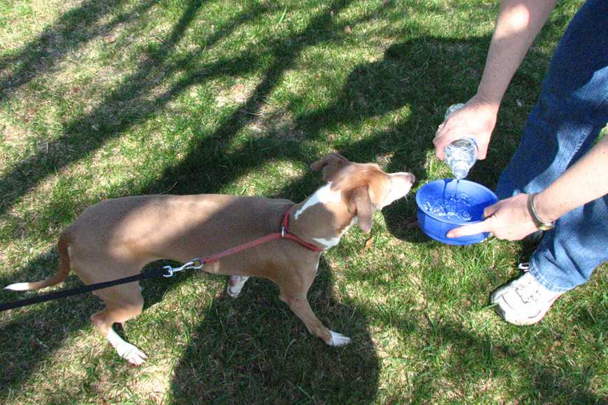 防狗狗中暑5招降溫法,清涼一夏沒煩惱! 1 Keeping Dogs Cool in the Heat-2