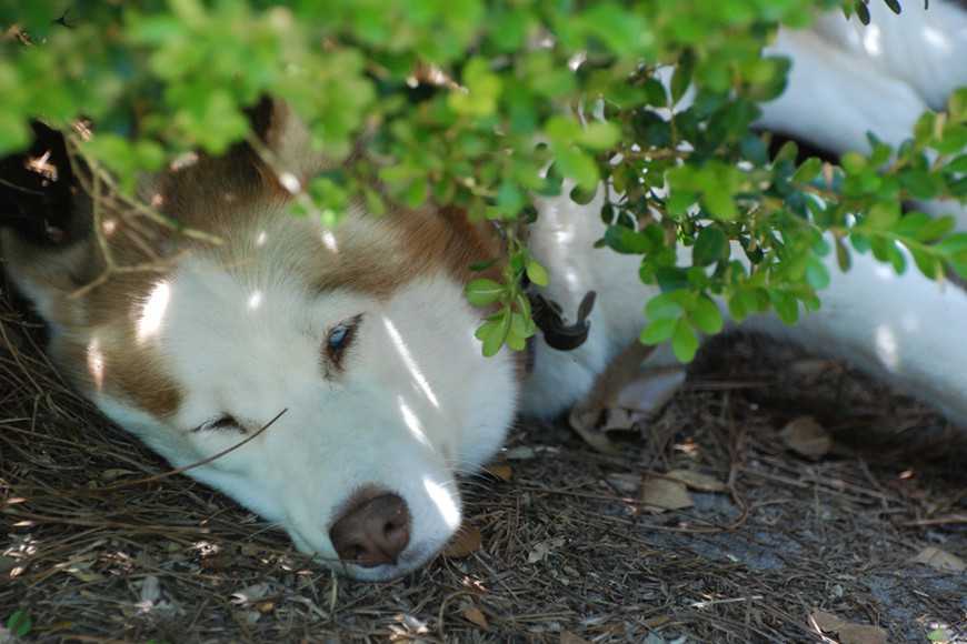 防狗狗中暑5招降溫法,清涼一夏沒煩惱! 2 Keeping Dogs Cool in the Heat-3