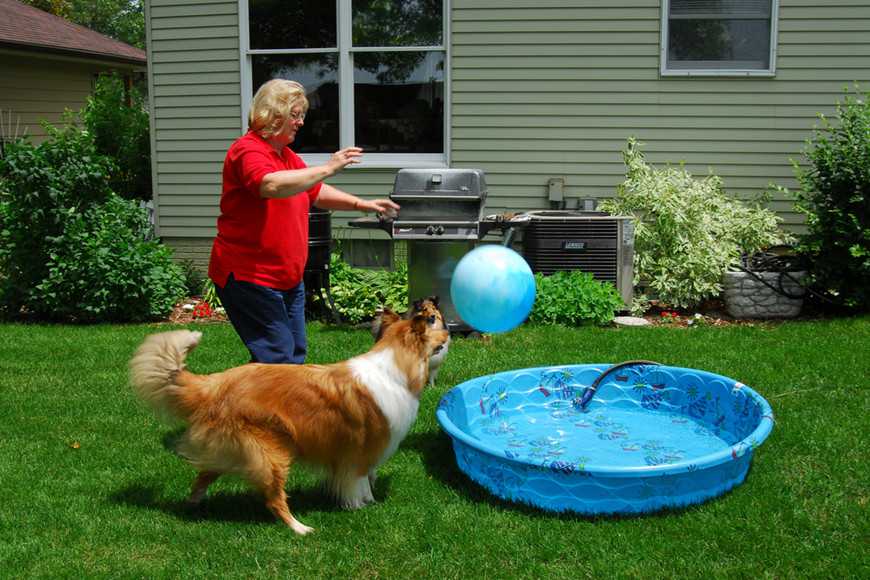 防狗狗中暑5招降溫法,清涼一夏沒煩惱! 3 Keeping Dogs Cool in the Heat-4