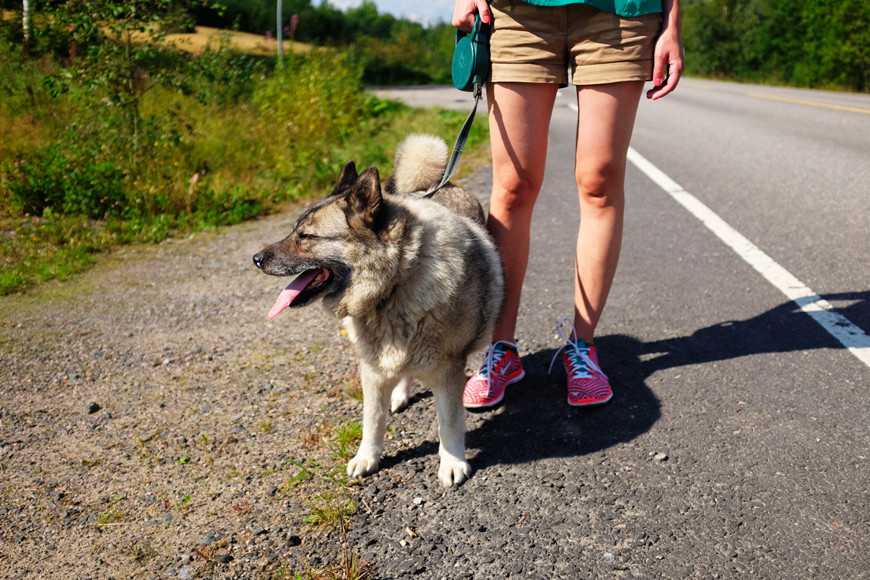 防狗狗中暑5招降溫法,清涼一夏沒煩惱! 4 Keeping Dogs Cool in the Heat-6