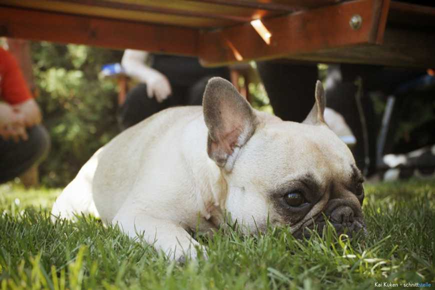 狗狗在公園常被欺負?5大行為警訊+社交互動辨別指南! 3 Protect Your Dog From Dog Park Bullies-4