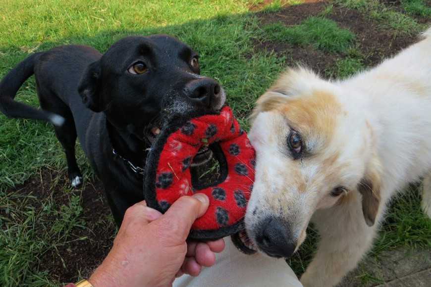 狗狗為什麼吃大便?3大原因+改善行為的訓練技巧! 1 Why Pooches Eat Poop-2