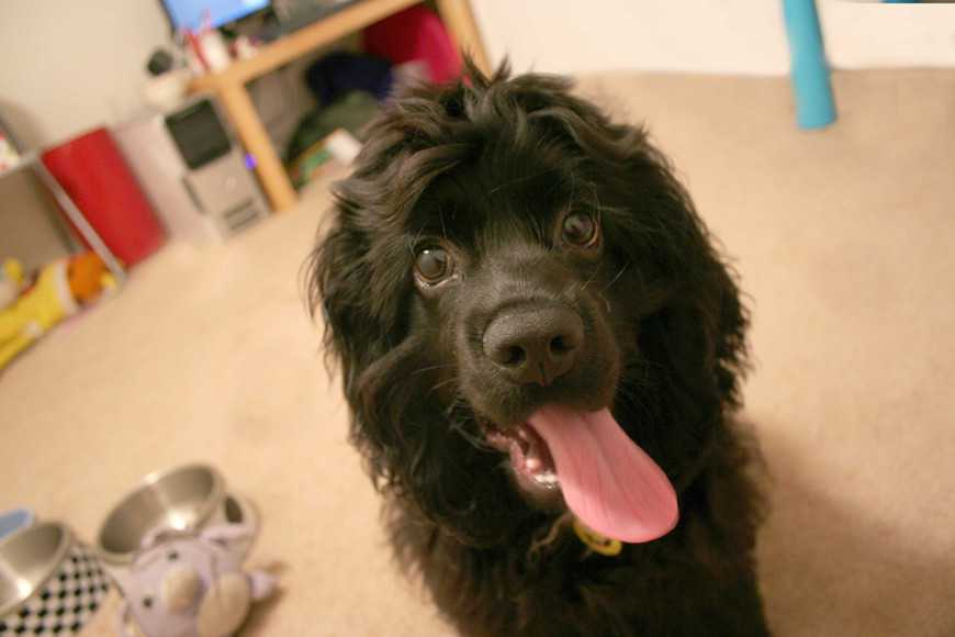 狗狗為什麼吃大便?3大原因+改善行為的訓練技巧! 2 Why Pooches Eat Poop-4