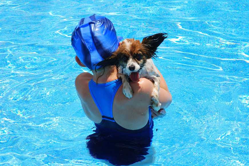 教狗狗游泳的6步驟!新手狗狗安全玩水指南! 1 teach dog swim-2