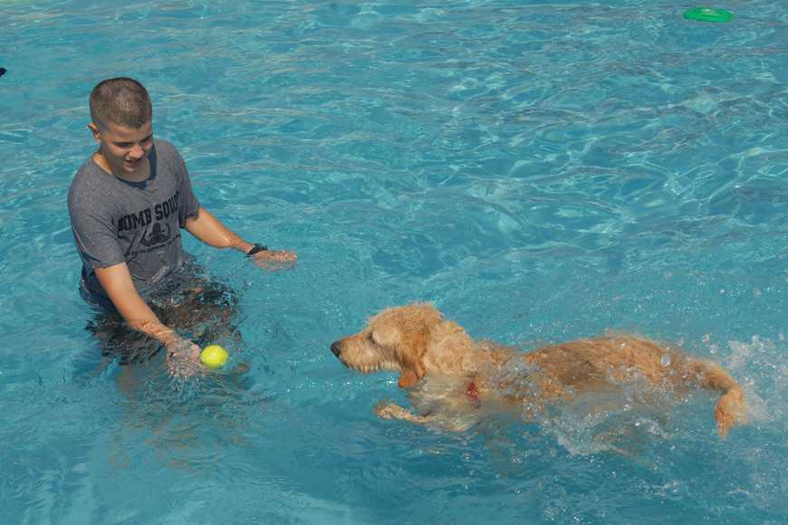 教狗狗游泳的6步驟!新手狗狗安全玩水指南! 2 teach dog swim-3
