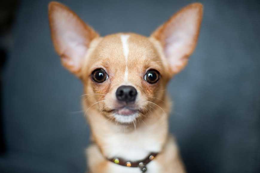 千萬注意!小型犬容易發生的5種健康問題! 1 5 Common Health Issues for Small Dogs-2