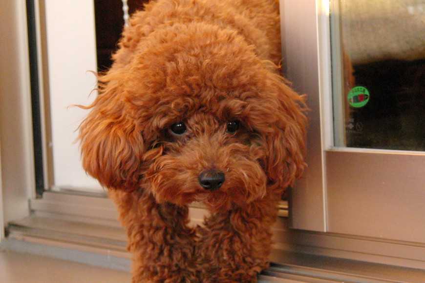 千萬注意!小型犬容易發生的5種健康問題! 3 5 Common Health Issues for Small Dogs-4