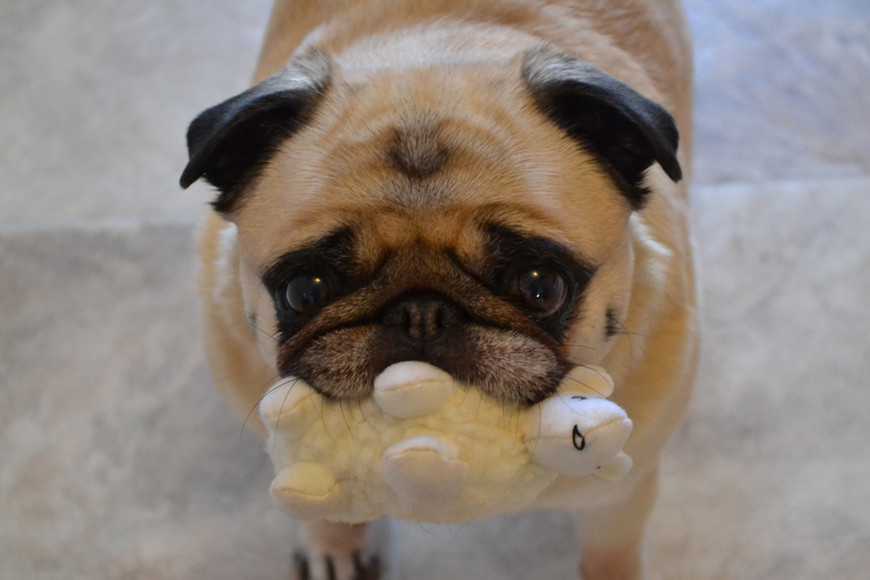 千萬注意!小型犬容易發生的5種健康問題! 4 5 Common Health Issues for Small Dogs-5