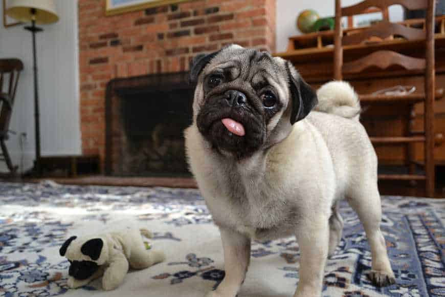 【短吻犬貓照顧指南】短鼻狗貓易喘打呼？8大注意事項預防呼吸道不適！