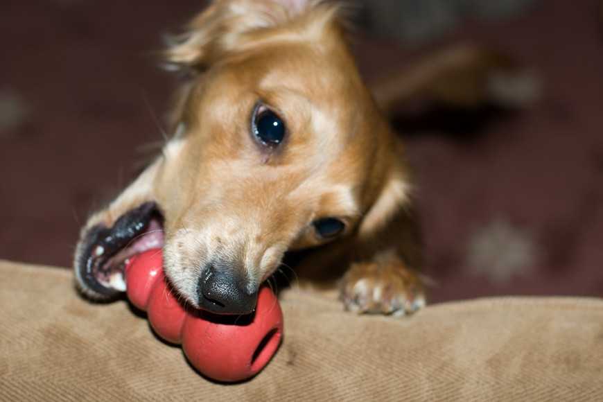 狗狗玩抗憂鬱玩具的5大注意事項! 1 Buying a Food-Dispensing Dog Toy-2