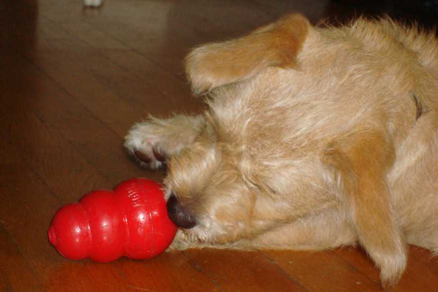 狗狗玩抗憂鬱玩具的5大注意事項! 2 Buying a Food-Dispensing Dog Toy-3
