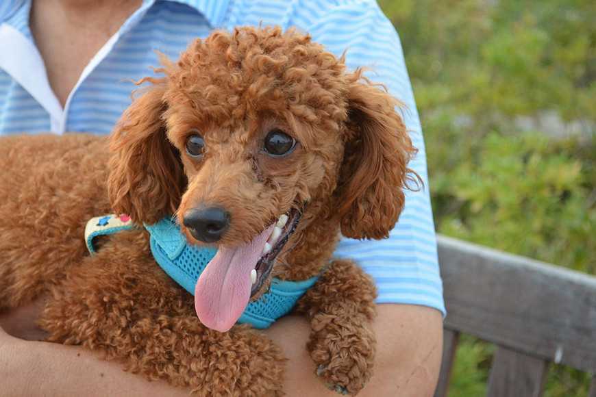 小型犬為什麼這麼惹人愛？5大優點讓你心動！