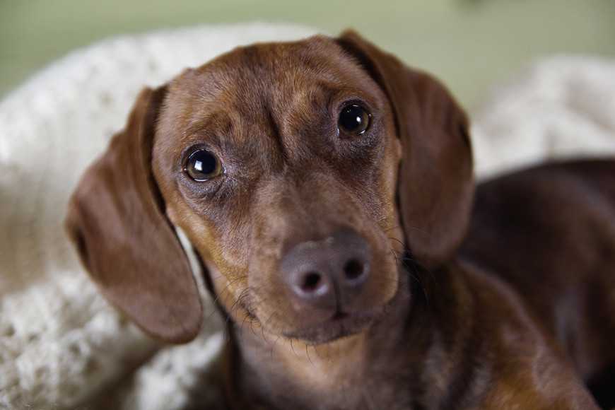 小型犬為什麼這麼惹人愛?5大優點讓你心動! 1 Small Dogs Are Awesome-2