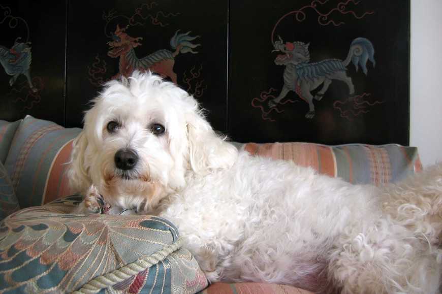 小型犬為什麼這麼惹人愛?5大優點讓你心動! 2 Small Dogs Are Awesome-3