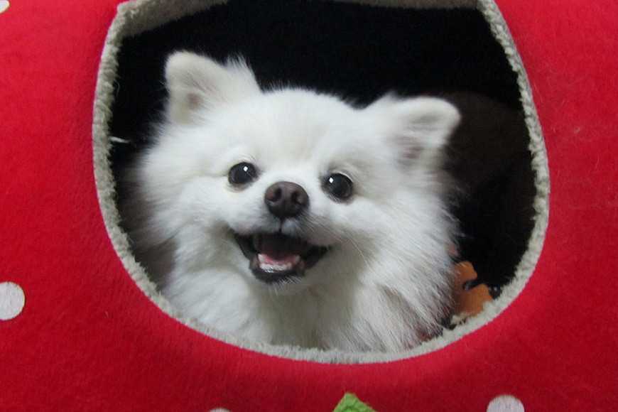 小型犬為什麼這麼惹人愛?5大優點讓你心動! 3 Small Dogs Are Awesome-4
