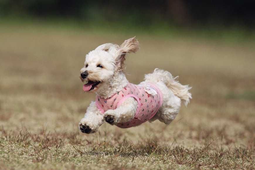 小型犬為什麼這麼惹人愛?5大優點讓你心動! 5 Small Dogs Are Awesome-6