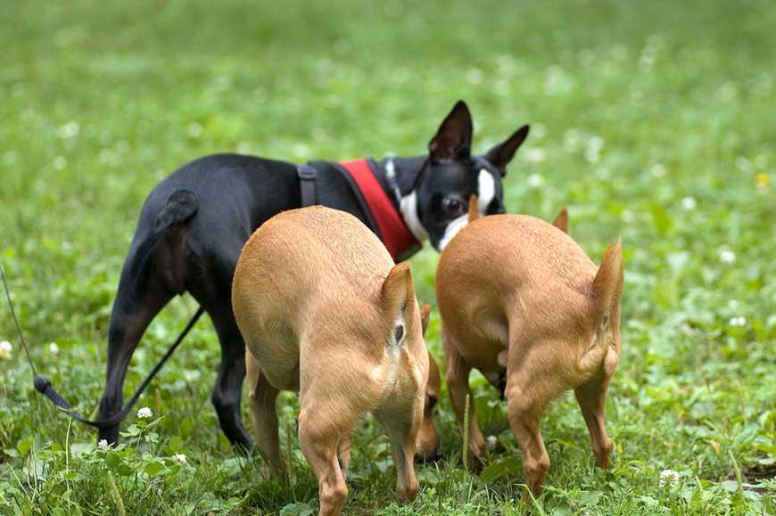狗狗聞屁股的3大原因:不只是打招呼! 1 Why Do Dogs Sniff Butts-2