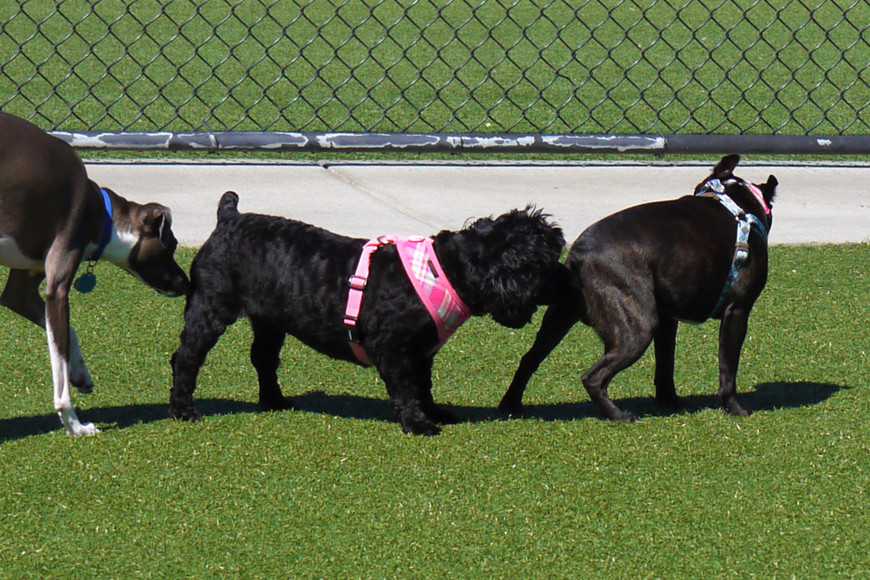 狗狗聞屁股的3大原因:不只是打招呼! 2 Why Do Dogs Sniff Butts-3