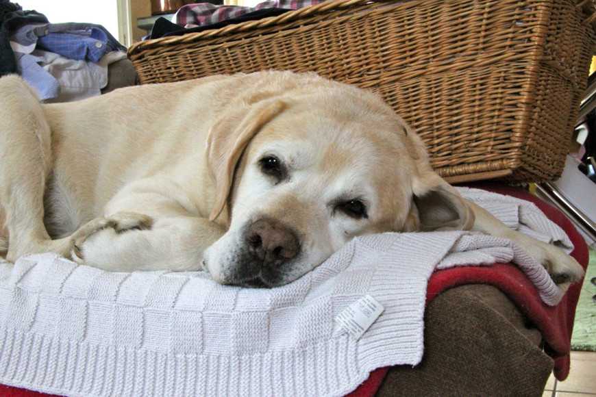 狗生病了嗎?9個小地方教你/妳看出牠是不是健康寶寶! 1 dog sick signs-2