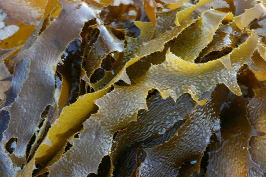 5個你該知道的褐藻醣膠知識：為什麼愈來愈多毛孩在吃？