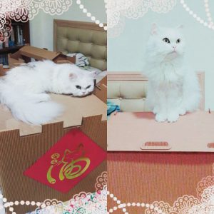 06. 兩個願望一次滿足