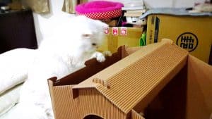 【開箱實測】第一次組貓紙箱屋就上手~5 步驟搞定喵屋別墅超簡單! 8 08. 菈菈檢查