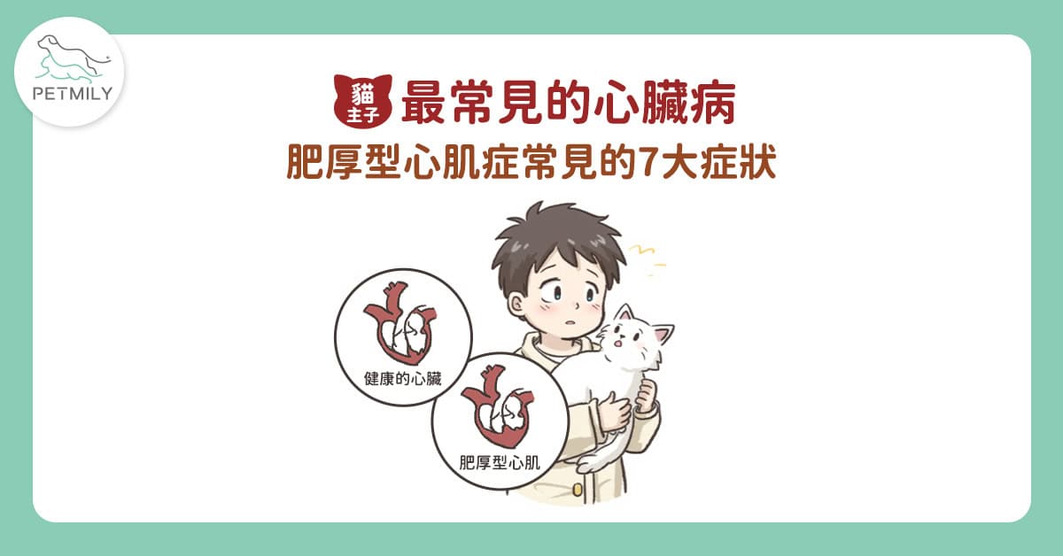 貓肥厚型心肌症是什麼？認識7大警訊與心臟保健營養素Q10輔酶