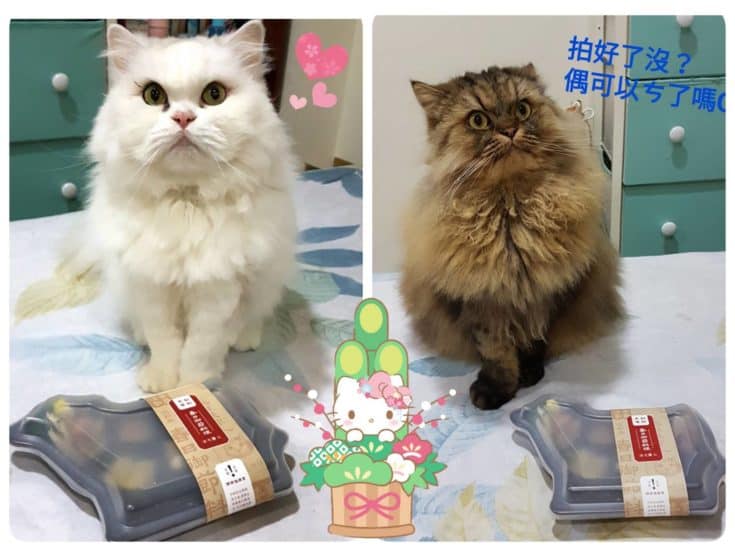 貓咪年菜試吃心得：汪事如意牛轉乾坤2貓主子實測開箱，好吃到揍奴才！
