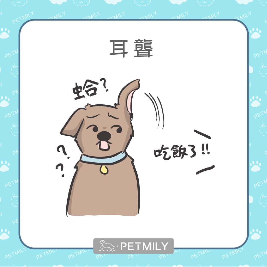 9大老狗疾病，狗爸媽請注意！