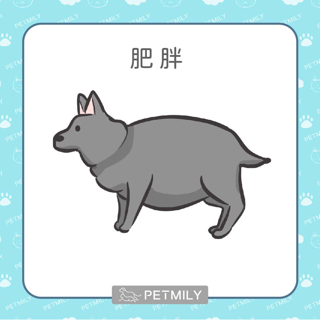 9大老狗疾病，狗爸媽請注意！