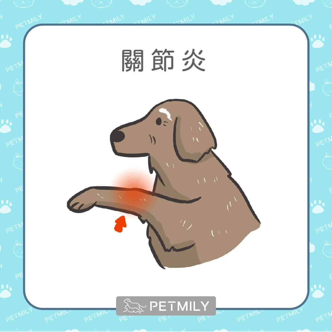 9大老狗疾病，狗爸媽請注意！