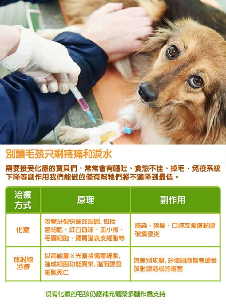 高齡貓狗身體出現異常腫塊怎麼辦?5種照護營養重點你要知道! 3 葡聚多醣可減輕化療副作用